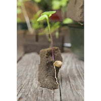 Thumbnail for Nature Mini Gewächshaus Set 7x11 Zellen