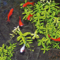 Thumbnail for Ubbink Wasseraufbereiter für Teiche Aqua Phos Adsorber 500 ml