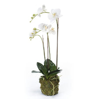 Thumbnail for Emerald Künstliche Phalaenopsis-Orchidee Weiß 70 cm
