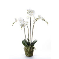 Thumbnail for Emerald Kunstpflanze Phalaenopsis mit Moos Weiß 90 cm 20.355