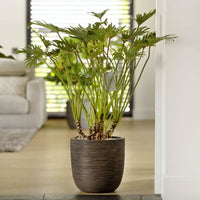 Thumbnail for Capi Blumentopf Nature Rib 43x41 cm Dunkelbraun