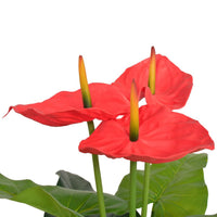 Thumbnail for Künstliche Flamingoblume mit Topf 90 cm Rot und Gelb